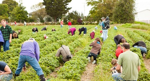 PickingShuksanStrawberries